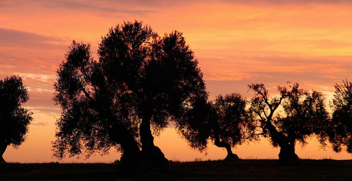 Luce mediterranea